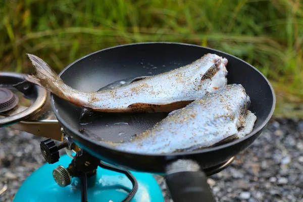 Норвегія Відкритому Повітрі Обід Щойно Спіймана Риба Вугілік Смажить Сковороді — стокове фото
