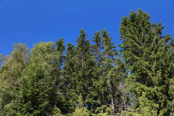 Norway nature - native forest in Sunnfjord region of Sogn og Fjordane county. Norwegian forest.