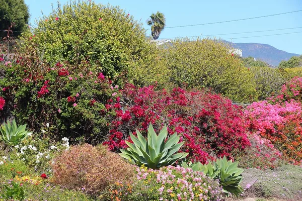 California Usa Beautiful Colorful Garden Malibu — Stock Photo, Image