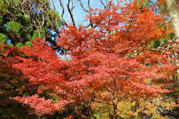 Сезон Осені Японії Барвисті Осінні Листки Кіото Японія — стокове фото