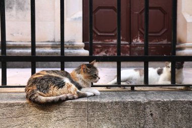 Dubrovnik, Hırvatistan. Dubrovnik 'in Ortaçağ Eski Kasabası' ndaki Kediler.