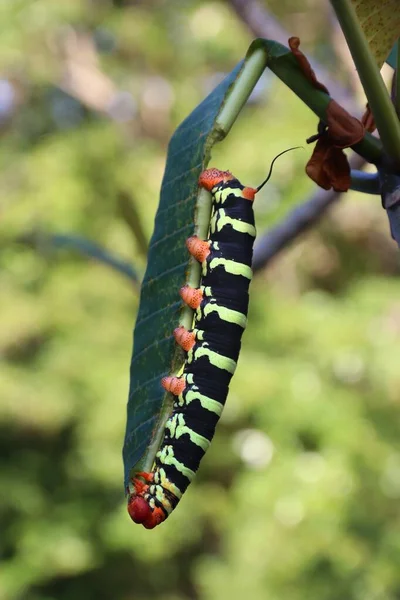 Frangipani Hornworm Caterpillar Pseudosphinx También Conocida Como Esfinge Gris Gigante — Foto de Stock