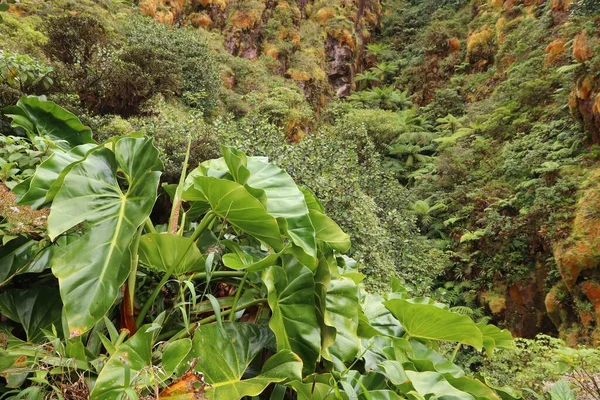 Guadeloupe Daki Bitkiler Philodendron Giganteum Dev Filodendron Soufriere Volkan Yamaçları — Stok fotoğraf