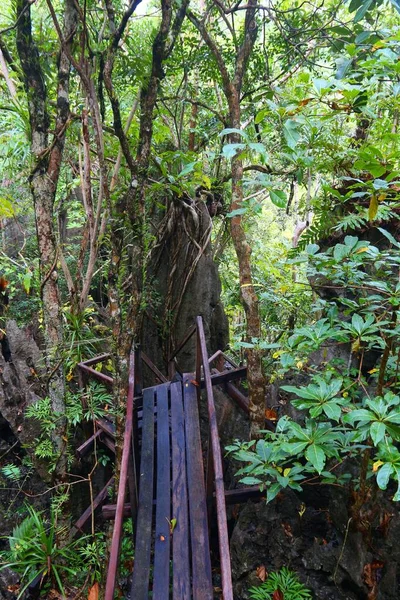 Paseo Por Sendero Selva Tropical Isla Palawan Filipinas Selva Tropical — Foto de Stock