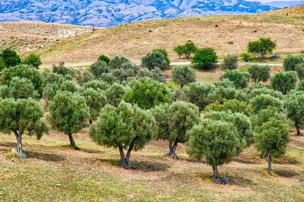 Basilicata Stare Drzewa Oliwne Region Produkcji Oliwy Oliwek Włoszech Gaj — Zdjęcie stockowe