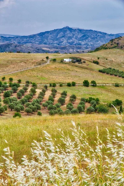 Базиліката Старі Оливкові Дерева Оливкова Олія Італії Оливковий Гай — стокове фото