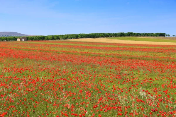 Jarní Krajina Maková Pole Regionu Apulie Itálie — Stock fotografie