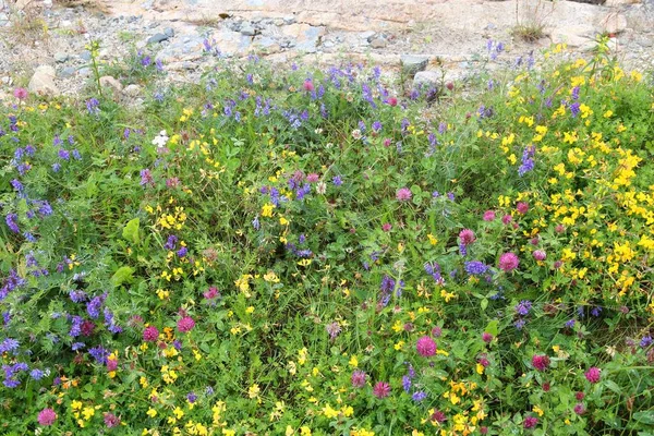 Divoké Květiny Norska Flóra Severského Regionu Barevné Květiny Včetně Vicia — Stock fotografie
