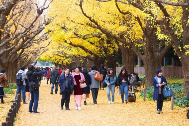 TOKYO, JAPONYA - 30 Kasım 2016: Tokyo, Japonya 'da insanlar Ginkgo Bulvarı sonbahar yapraklarını kutluyor. Icho Namiki Bulvarı sonbahar yapraklarına olan hayranlığıyla ünlüdür..