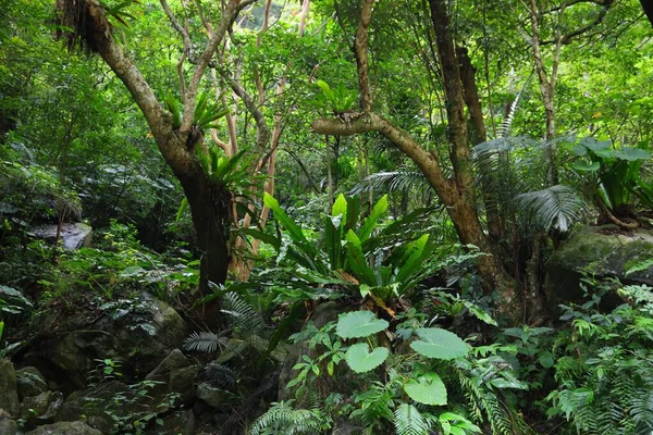 Selva Taiwán Parque Nacional Taroko Taiwán Flora Exuberante Selva Tropical — Foto de Stock