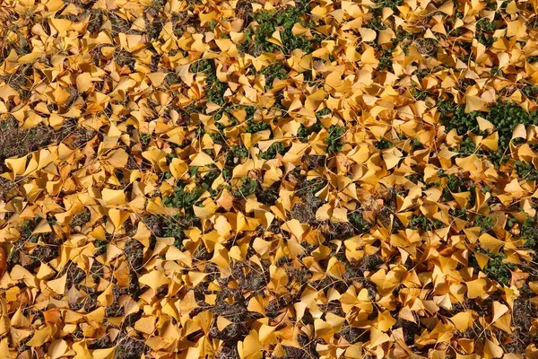 Κίτρινο Φθινόπωρο Δέντρο Ginkgo Αφήνει Έδαφος Φόντο Στην Οσάκα Ιαπωνία — Φωτογραφία Αρχείου