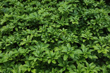 Yeşil bitki arka planı. Pachysandra terminali (Japon baharatı) bitkisel bir bahçede bitki dokusu.