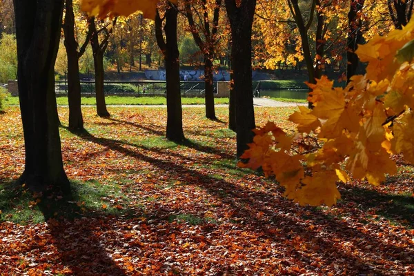 Colori Autunno Europa Autunno Polacco Oro Parco Urbano Bytom Regione — Foto Stock