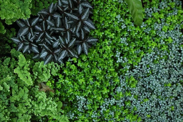 Plant Background Pilea Depressa Other Plant Species Texture Botanical Garden — Stock Photo, Image