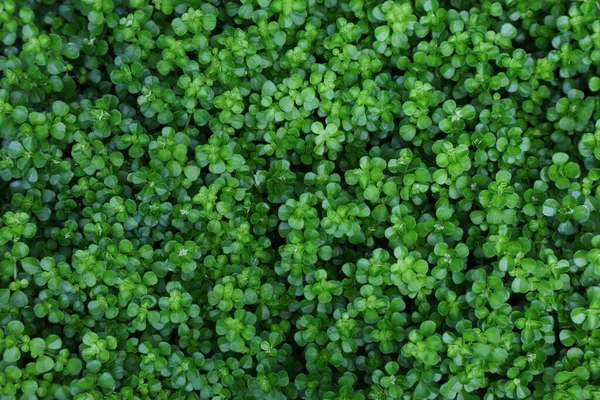 Fundal Verde Plante Pilea Depressa Textura Plantelor Într Grădină Botanică — Fotografie, imagine de stoc