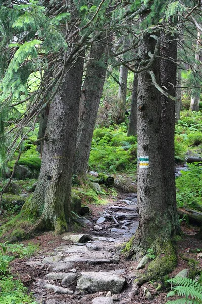 Caminhadas Tatry Trilha Caminhadas Marcada Através Floresta Nas Montanhas Tatra — Fotografia de Stock