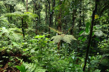 Guadeloupe Karayip adasında doğa. Guadeloupe Ulusal Parkı 'nda Yeşil Yağmur Ormanı.