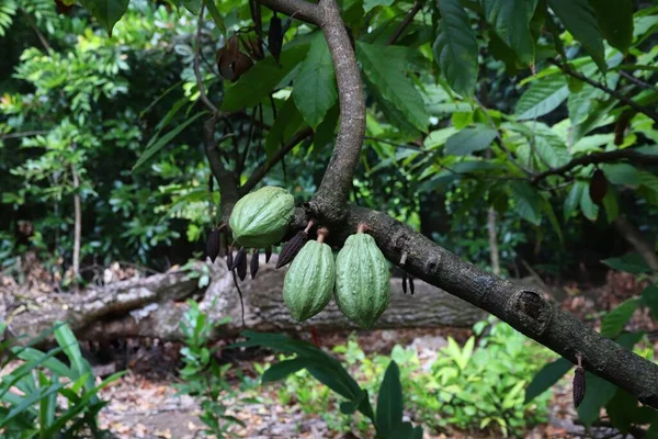 Frutta Cacao Albero Nell Isola Caraibica Della Guadalupa — Foto Stock