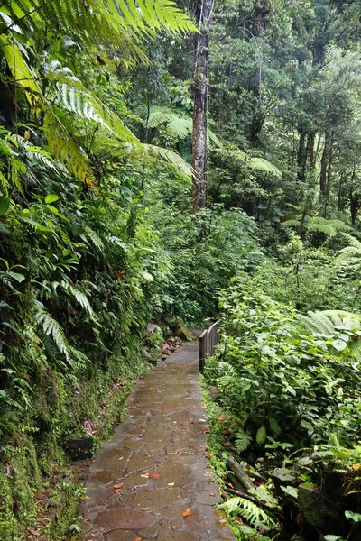 Trilha Caminhadas Ilha Caribenha Guadalupe Floresta Tropical Verde Parque Nacional — Fotografia de Stock