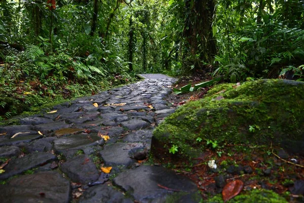 Guadeloupe Karayip Adasında Yürüyüş Parkurunda Guadeloupe Ulusal Parkı Nda Yeşil — Stok fotoğraf