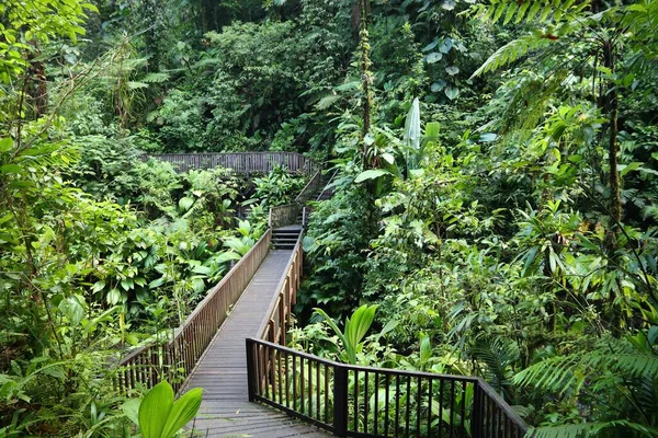 Hiking Trail Guadeloupe Caribbean Island Green Rainforest Guadeloupe National Park — Stock Photo, Image