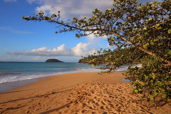 Plage Sable Guadeloupe Paysage Vacances Des Caraïbes Plage Perle Plage — Photo