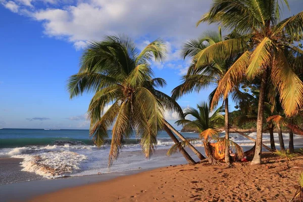 Gwadelupa Piaszczysta Plaża Karaibski Krajobraz Wakacyjny Plaża Perle Plage Perle — Zdjęcie stockowe