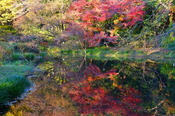 Couleurs Automne Japon Jardins Botaniques Koishikawa Bunkyo Tokyo Japon — Photo