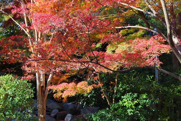 Herbstzeit Japan Herbstblätter Von Kyoto Japan — Stockfoto
