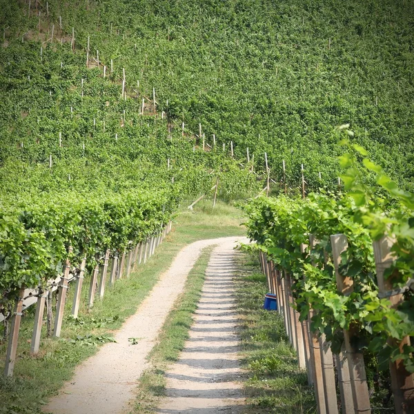 Vinha de itália — Fotografia de Stock