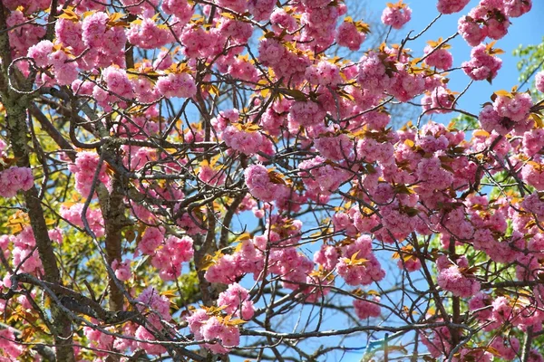 Flor de cerezo en Japón — Foto de Stock