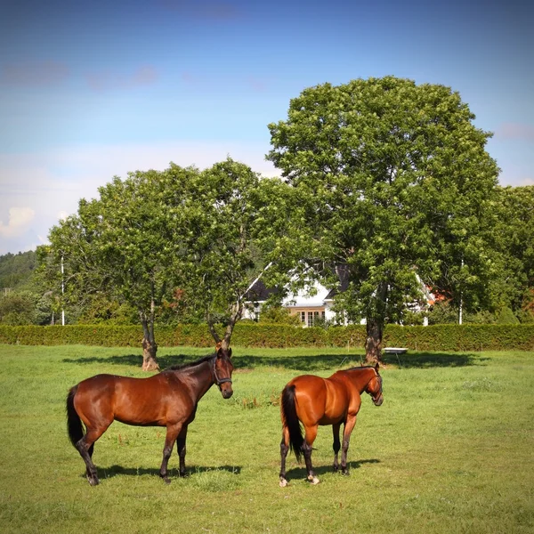 ノルウェーの農場 — ストック写真