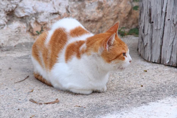 通りの猫φωτογραφία κατά μια πτώση — ストック写真