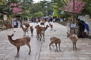 Nara geyik, Japonya