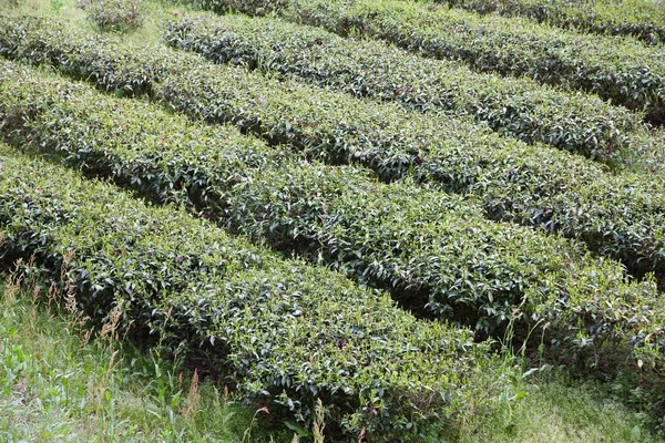 Tea field in Japan — Stock Photo, Image