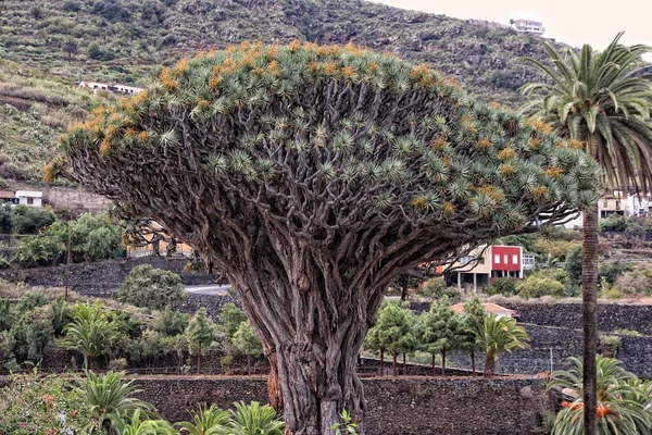 Árbol del dragón — Foto de Stock