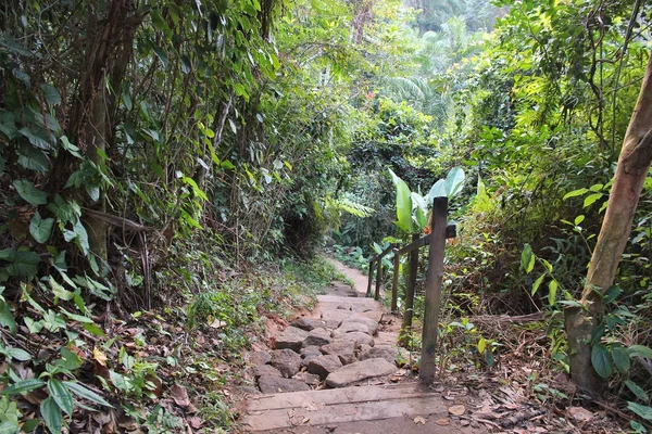 Brazilië regenwoud — Stockfoto