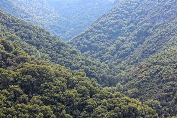 Hutan Nasional di California — Stok Foto