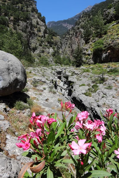 Crete flowers — Stock Photo, Image