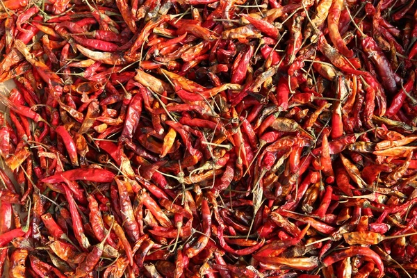 Chilli papričky — Stock fotografie