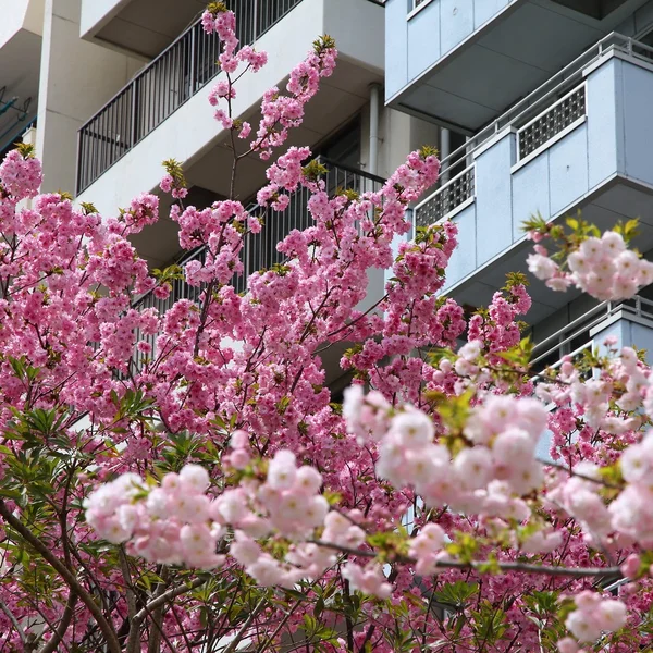 Tokyo-Kirschblüte — Stockfoto