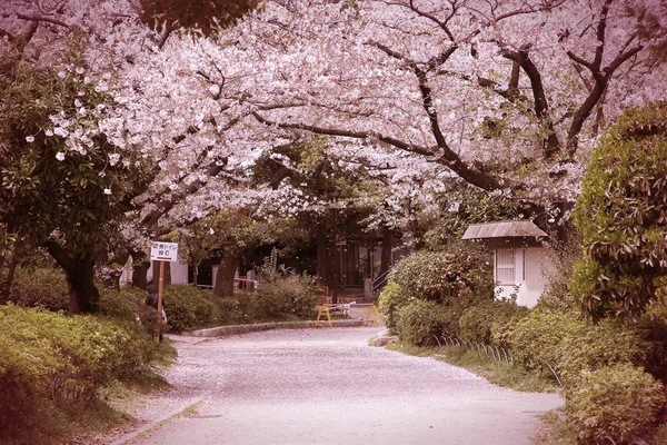 Японія вишневий цвіт — стокове фото