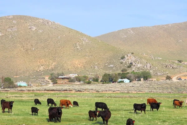 Agricultura da Califórnia — Fotografia de Stock