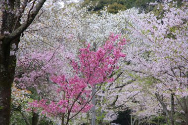 Japonya 'da kiraz çiçeği