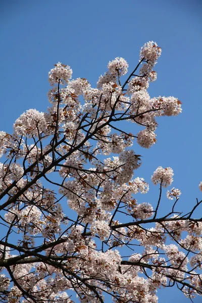 Cherry blossom Tokyo — Stock Photo, Image