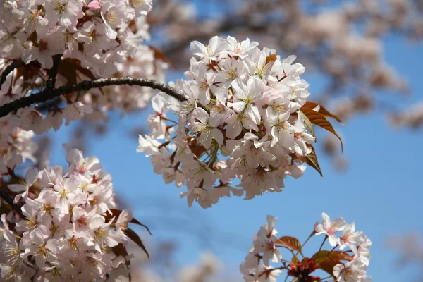 Park Ueno, Tokio — Zdjęcie stockowe