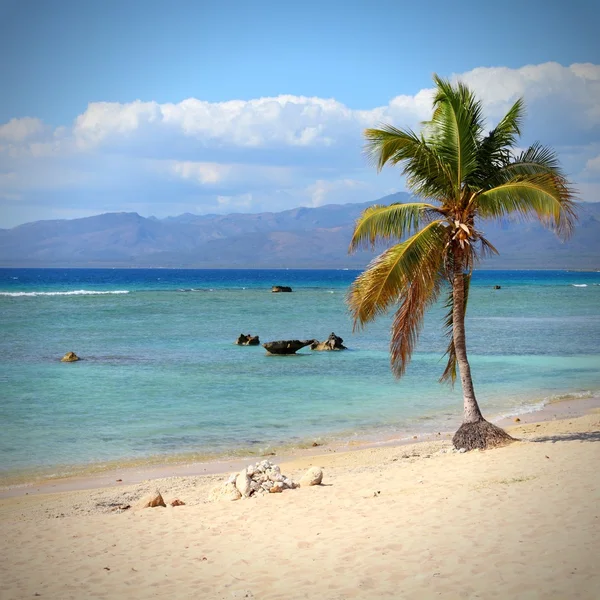 Palm tree beach — Stock Photo, Image