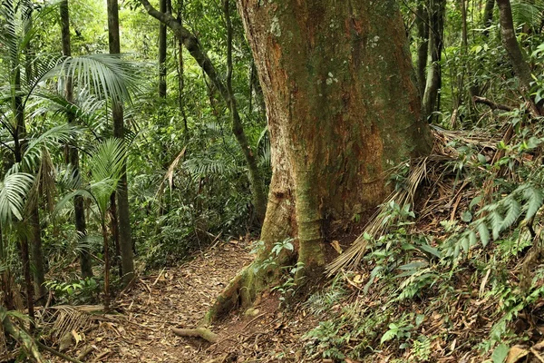 Brazílie Serra dos Orgaos — Stock fotografie