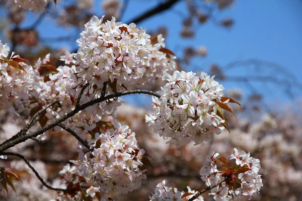 Kiraz çiçeği Japonya — Stok fotoğraf