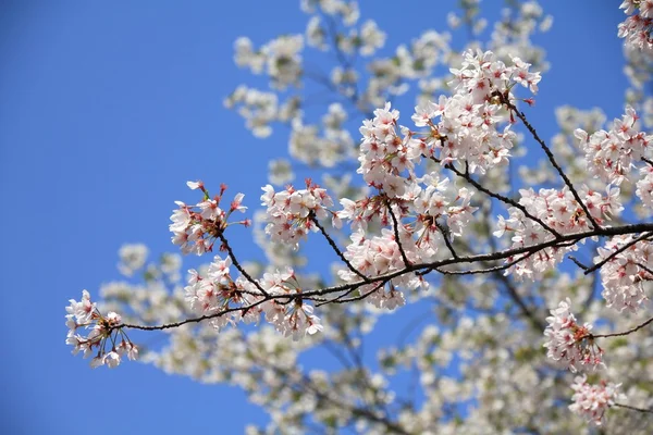 Sakura — Stock Photo, Image